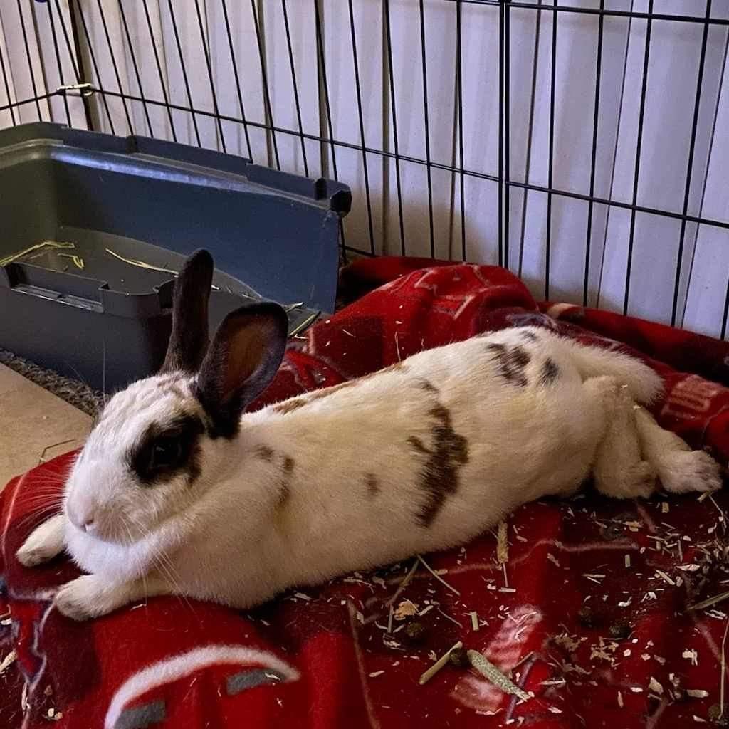 Bambi, a Adopted English Spot in Santa Ana, CA image 2/6