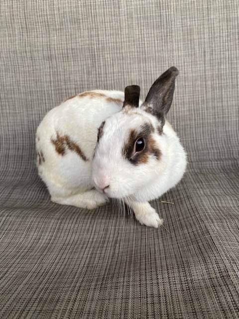 Bambi, a Adopted English Spot in Santa Ana, CA image 4/6