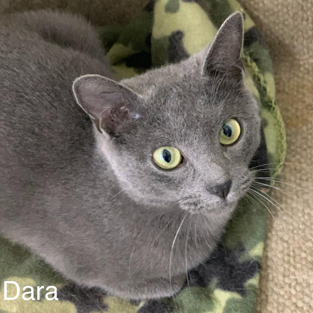 Enlarge DARA, a Adopted mixed breed in Battle Creek, MI image 1/2