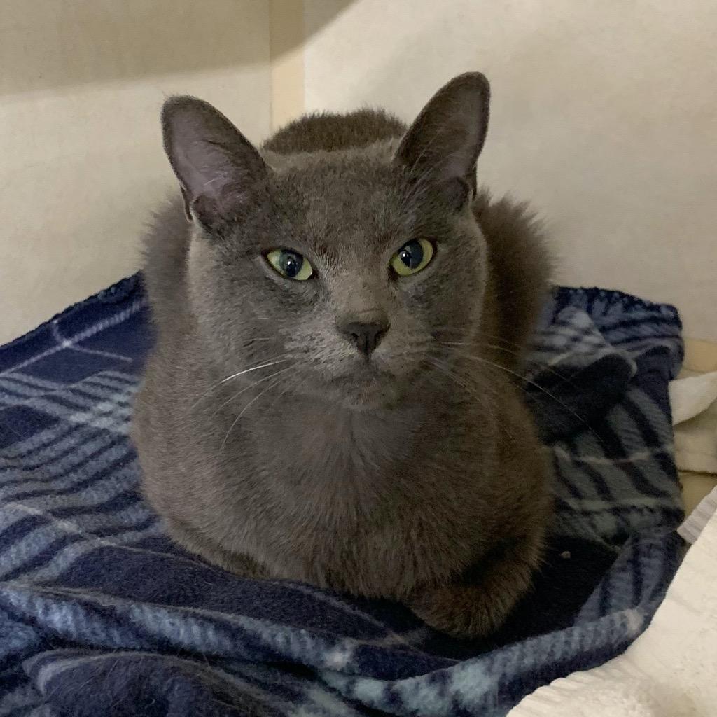 Enlarge DARA, a Adopted mixed breed in Battle Creek, MI image 2/2