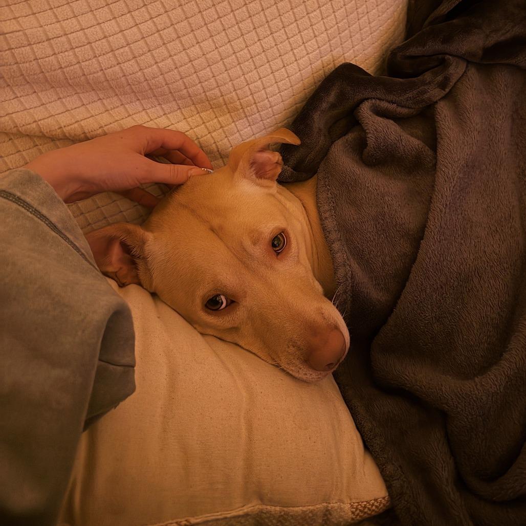 Bella, Adoptable, Young Female Mixed Breed.