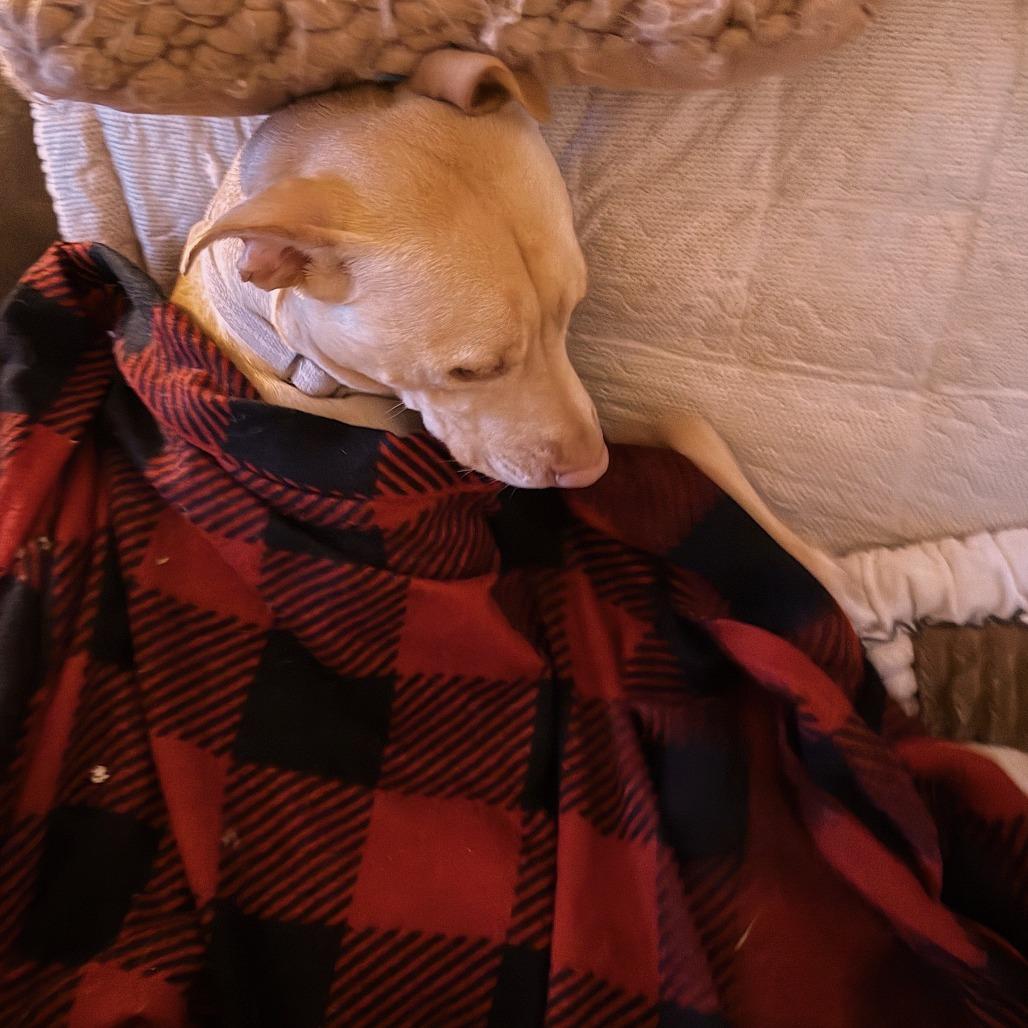 Enlarge Bella, a Adoptable Mixed Breed in Columbus, GA image 2/4