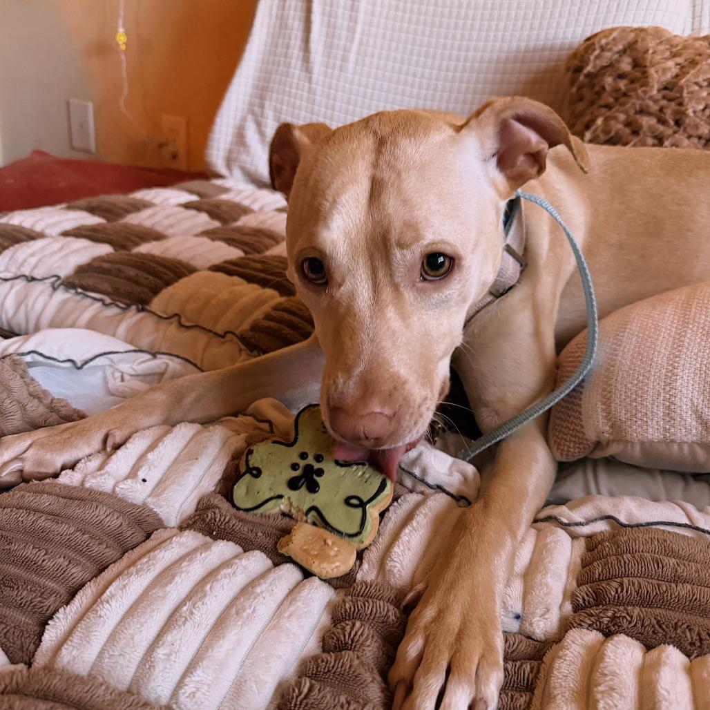 Enlarge Bella, a Adoptable Mixed Breed in Columbus, GA image 3/4