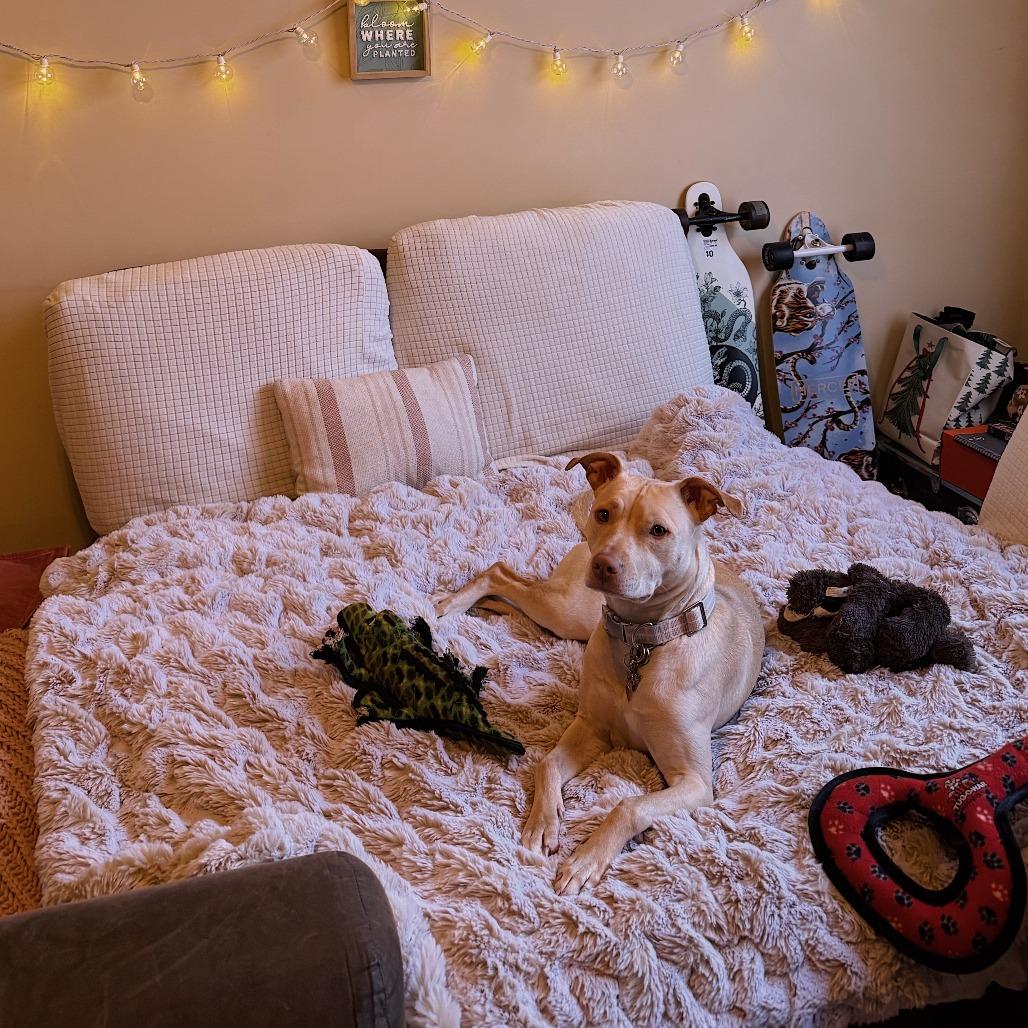 Enlarge Bella, a Adoptable Mixed Breed in Columbus, GA image 4/4