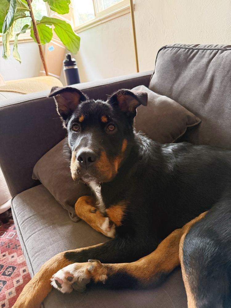 Enlarge Winnie, a Adoptable mixed breed in Denver, CO image 2/6