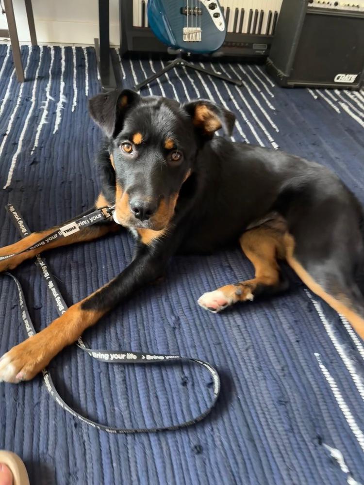 Enlarge Winnie, a Adoptable mixed breed in Denver, CO image 4/6