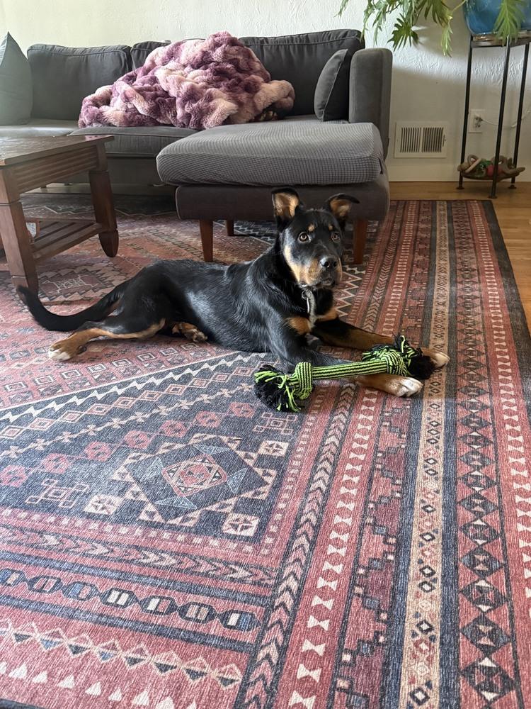 Enlarge Winnie, a Adoptable mixed breed in Denver, CO image 5/6