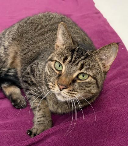 Enlarge Rose, a Adoptable mixed breed in New Hope, PA image 1/3