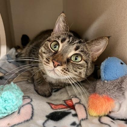 Enlarge Rose, a Adoptable mixed breed in New Hope, PA image 2/3