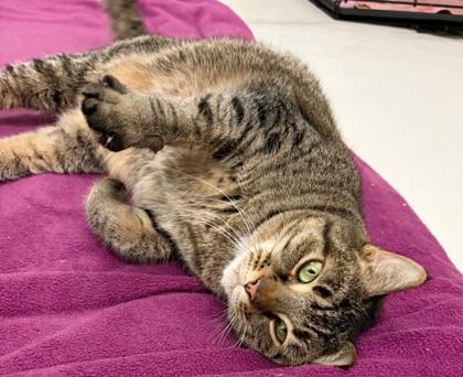 Enlarge Rose, a Adoptable mixed breed in New Hope, PA image 3/3