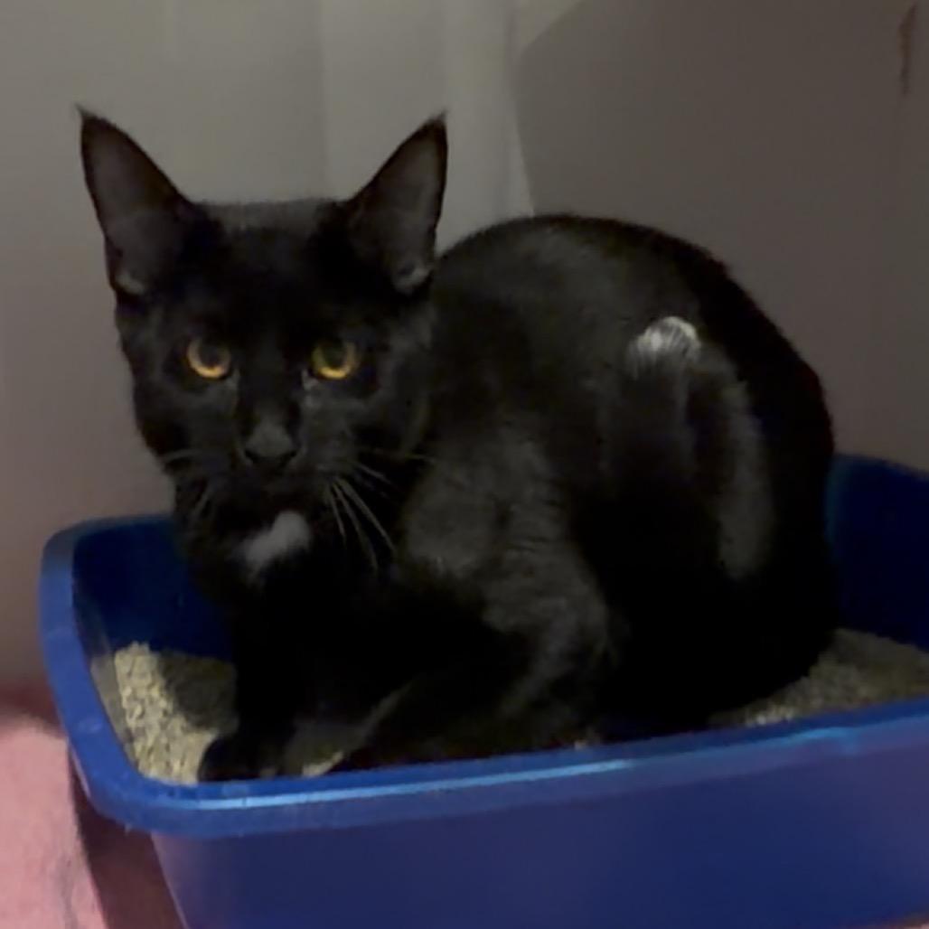 Oreo, Adoptable, Young Male Domestic Short Hair.