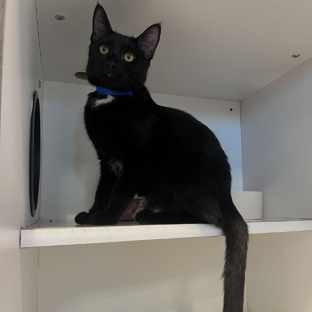 Enlarge Oreo, a Adoptable Domestic Short Hair in Matteson, IL image 2/4