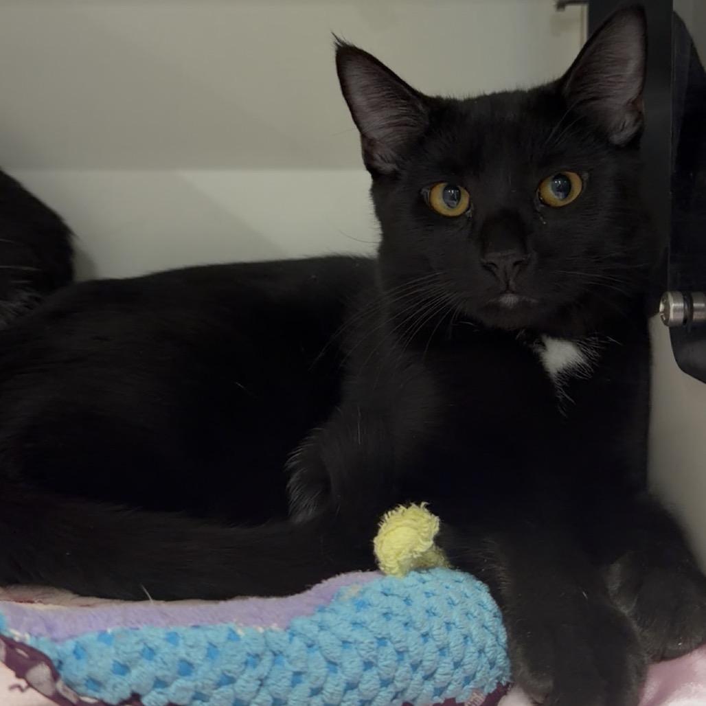 Enlarge Oreo, a Adoptable Domestic Short Hair in Matteson, IL image 3/4