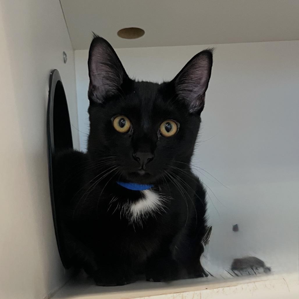 Enlarge Oreo, a Adoptable Domestic Short Hair in Matteson, IL image 4/4