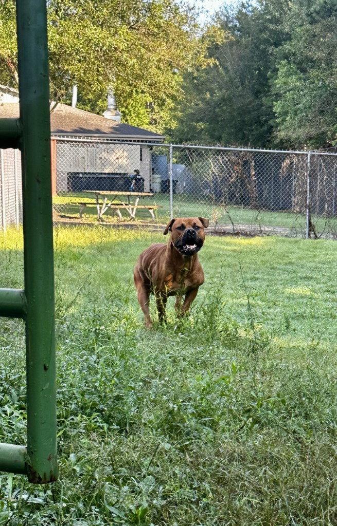 DA 34 Kano, a Adoptable mixed breed in Glen Allen, VA image 1/3