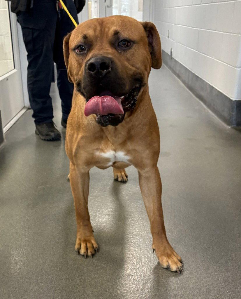 DA 34 Kano, a Adoptable mixed breed in Glen Allen, VA image 2/3