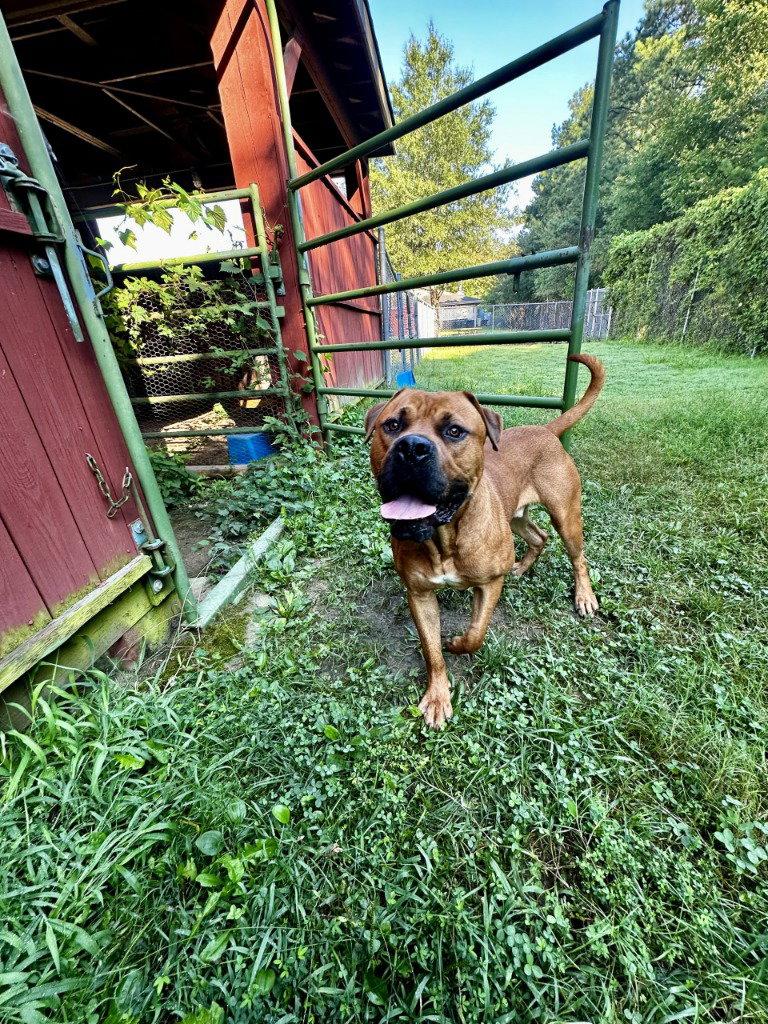 DA 34 Kano, a Adoptable mixed breed in Glen Allen, VA image 3/3