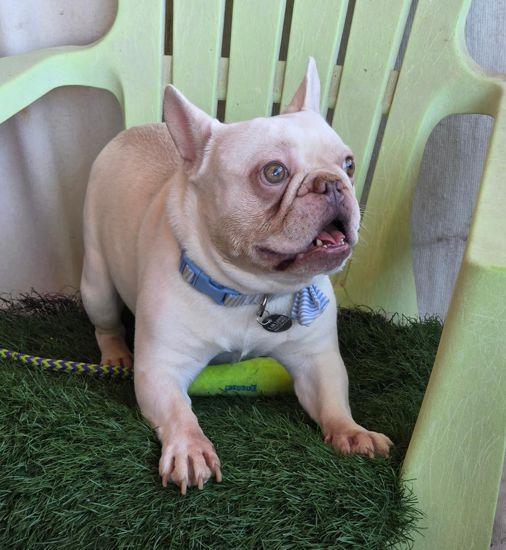 Pierce, Adoptable, Adult Male French Bulldog.