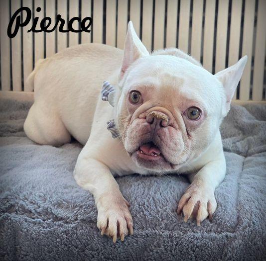 Pierce, a Adoptable French Bulldog in Anaheim Hills, CA image 2/3