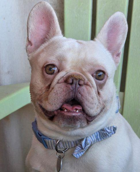 Pierce, a Adoptable French Bulldog in Anaheim Hills, CA image 3/3