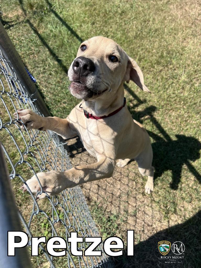 Pretzel, a Adoptable Pit Bull Terrier in Rocky Mount, NC image 2/3