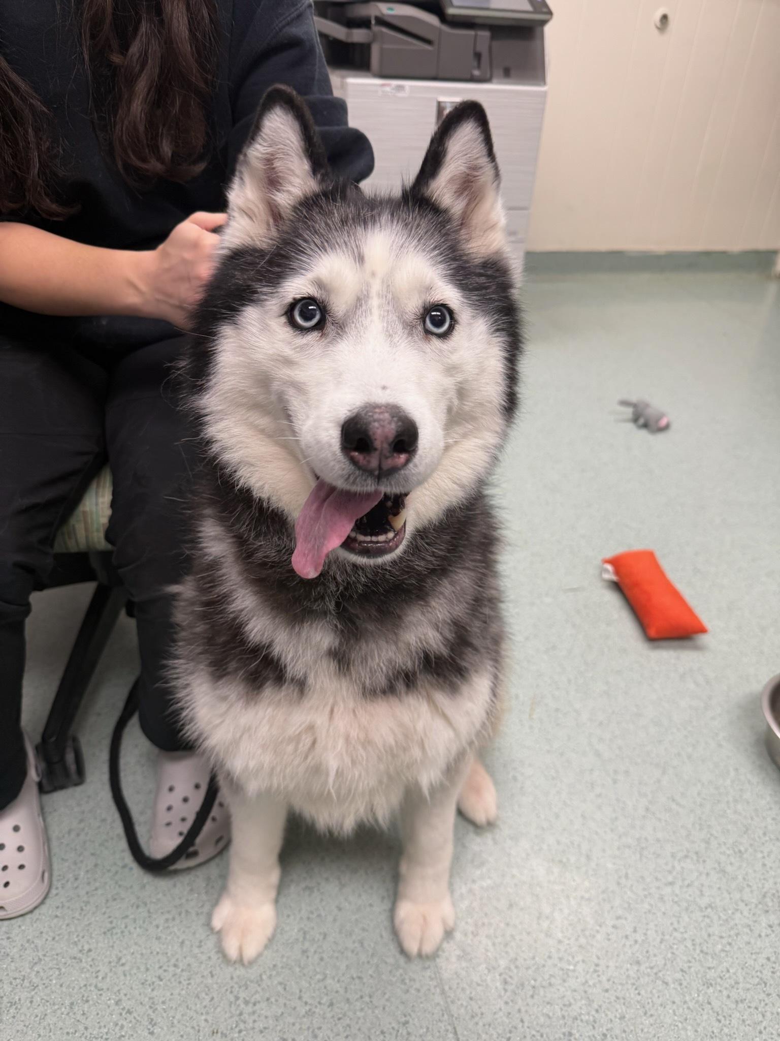 Bella, adopted, Senior Female Husky.