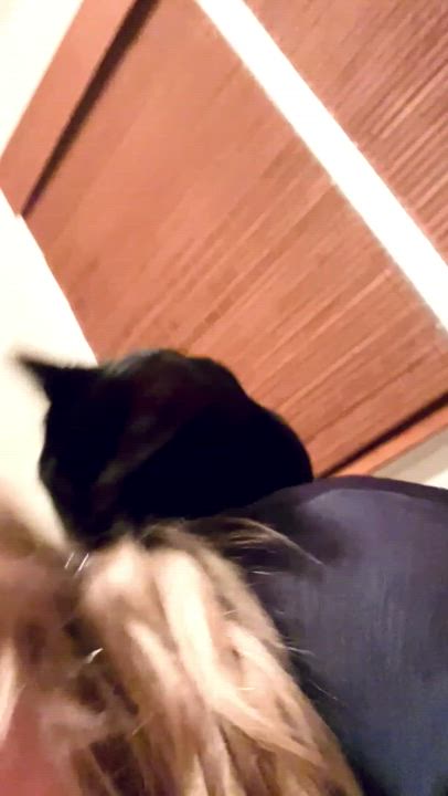 Enlarge Oskar, a Adopted Domestic Short Hair in Cleveland Heights, OH video 6/7