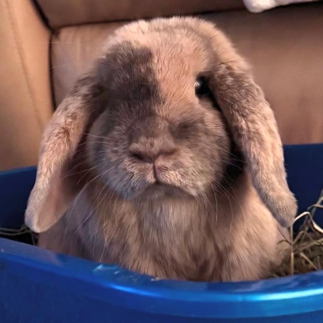 Bella, a ADOPTABLE Holland Lop in West Chester, OH image 3/3