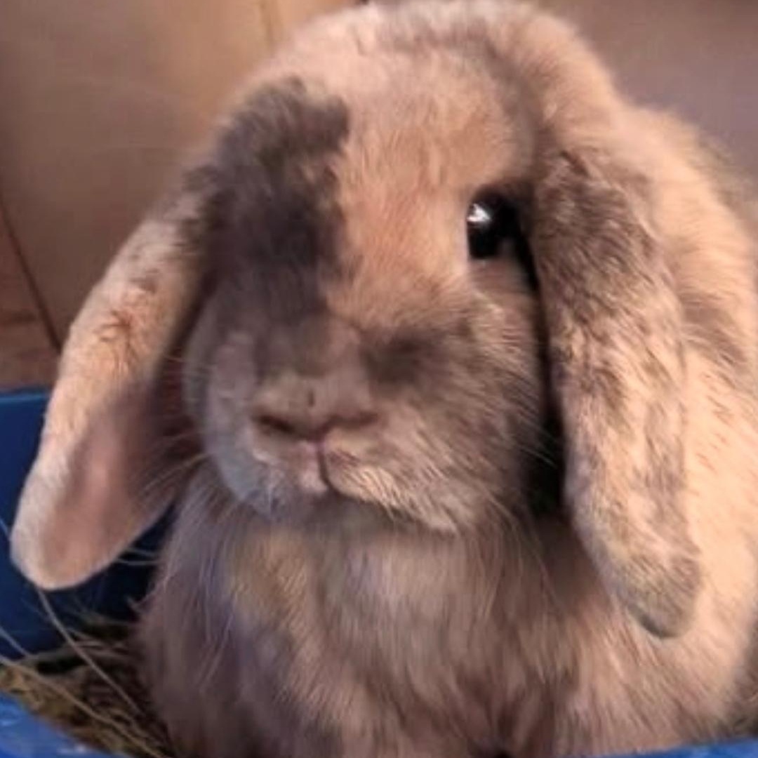 Bella, a ADOPTABLE Holland Lop in West Chester, OH image 2/3