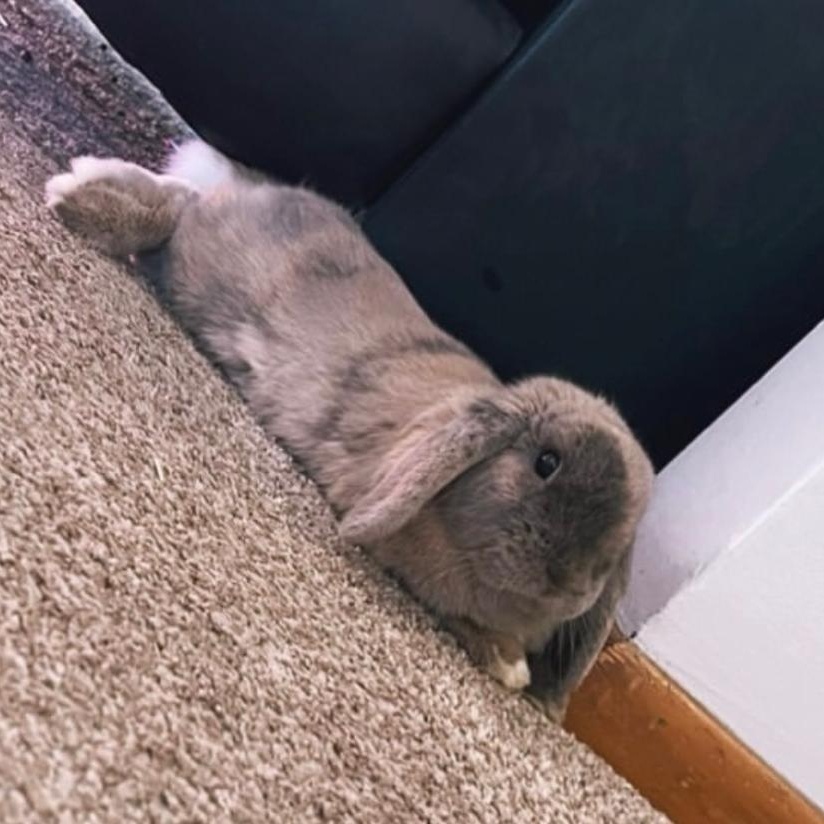 Bella, ADOPTABLE, Adult Female Holland Lop.