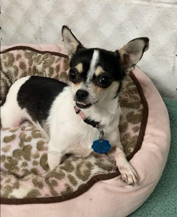 Stella, Adopted, Adult Female Chihuahua.