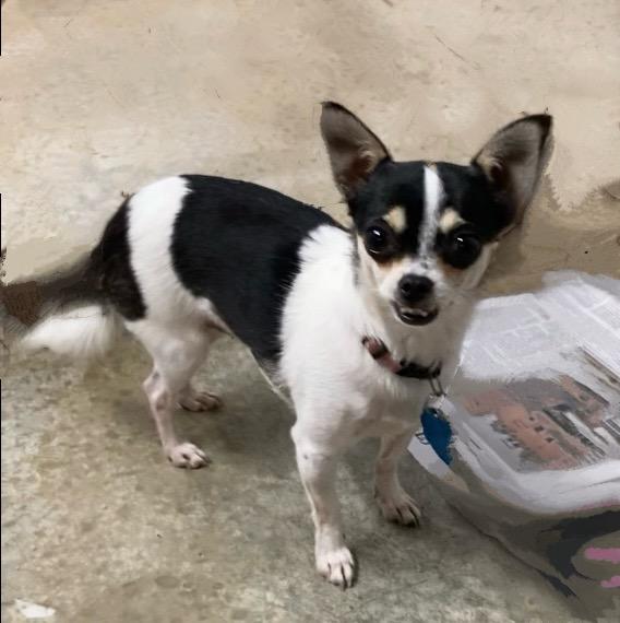 Stella, a Adopted Chihuahua in Huntsville, AL image 2/4
