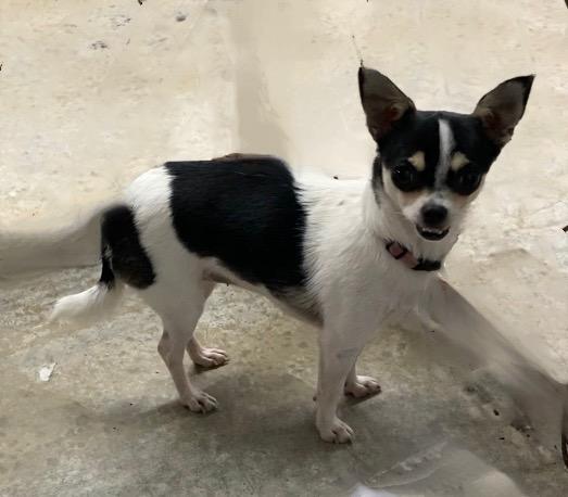 Stella, a Adopted Chihuahua in Huntsville, AL image 3/4