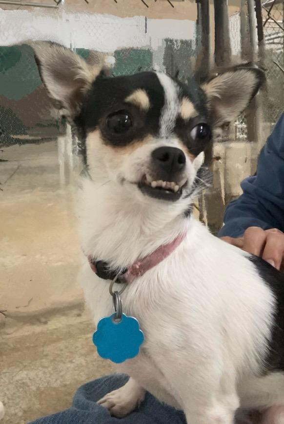 Stella, a Adopted Chihuahua in Huntsville, AL image 4/4