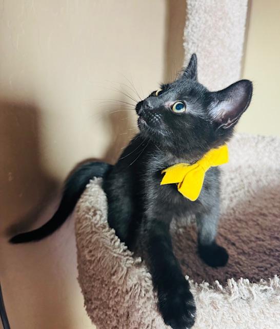 Elio, adopted, Kitten Male Domestic Short Hair.