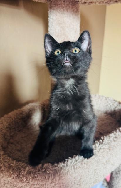 Enlarge Elio, an adopted Domestic Short Hair in Las Vegas, NV image 4/6