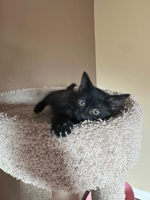 Enlarge Elio, an adopted Domestic Short Hair in Las Vegas, NV image 6/6