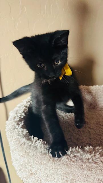 Enlarge Elio, an adopted Domestic Short Hair in Las Vegas, NV image 3/6