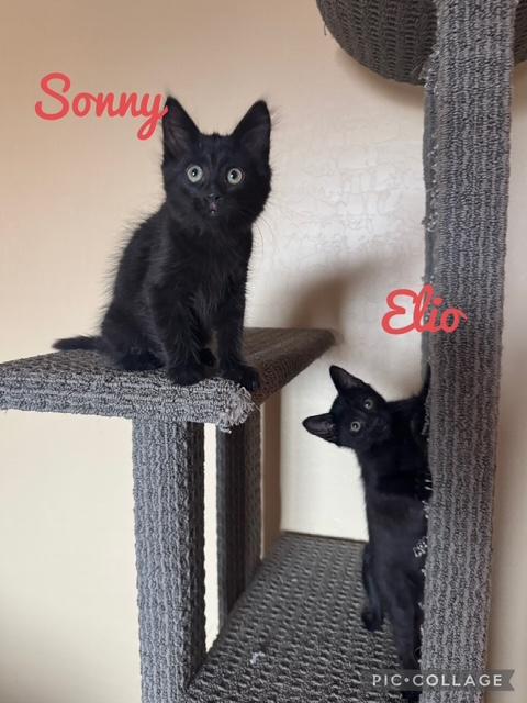 Enlarge Elio, an adopted Domestic Short Hair in Las Vegas, NV image 5/6