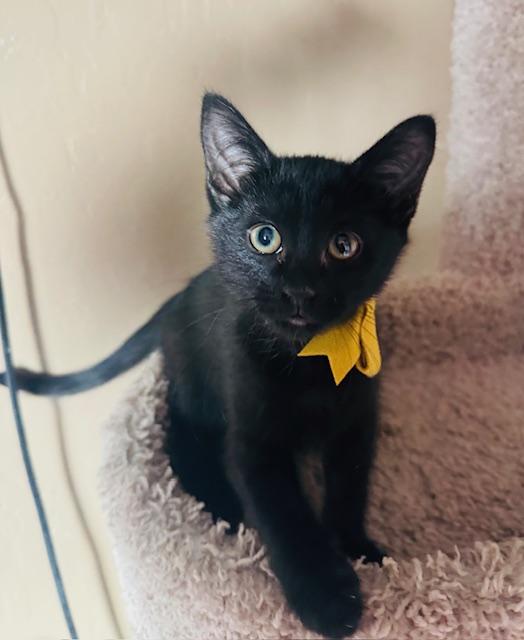 Enlarge Elio, an adopted Domestic Short Hair in Las Vegas, NV image 2/6