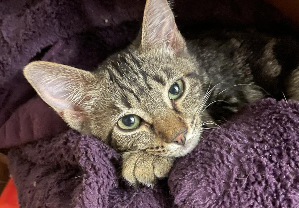 Francis, a Adoptable mixed breed in Little Rock, AR image 1/2