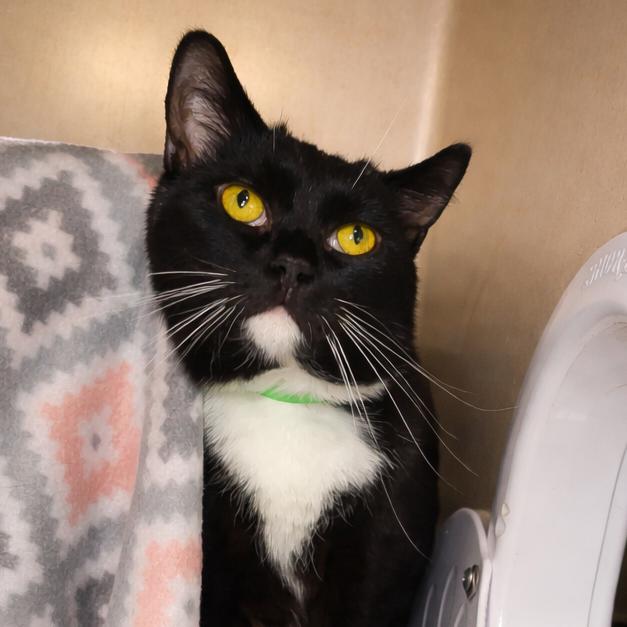 Enlarge Olive, a Adoptable Domestic Short Hair in Fort Wayne, IN image 1/5
