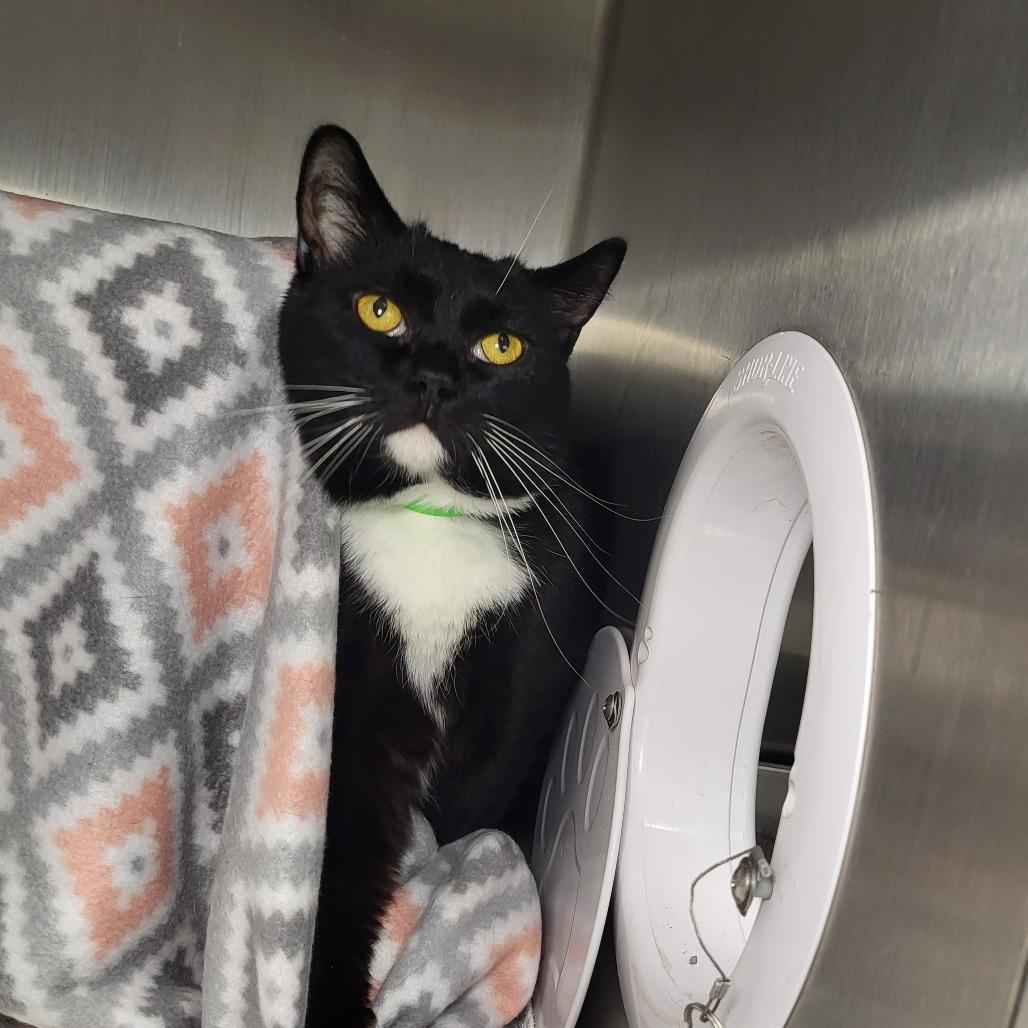 Enlarge Olive, a Adoptable Domestic Short Hair in Fort Wayne, IN image 2/5