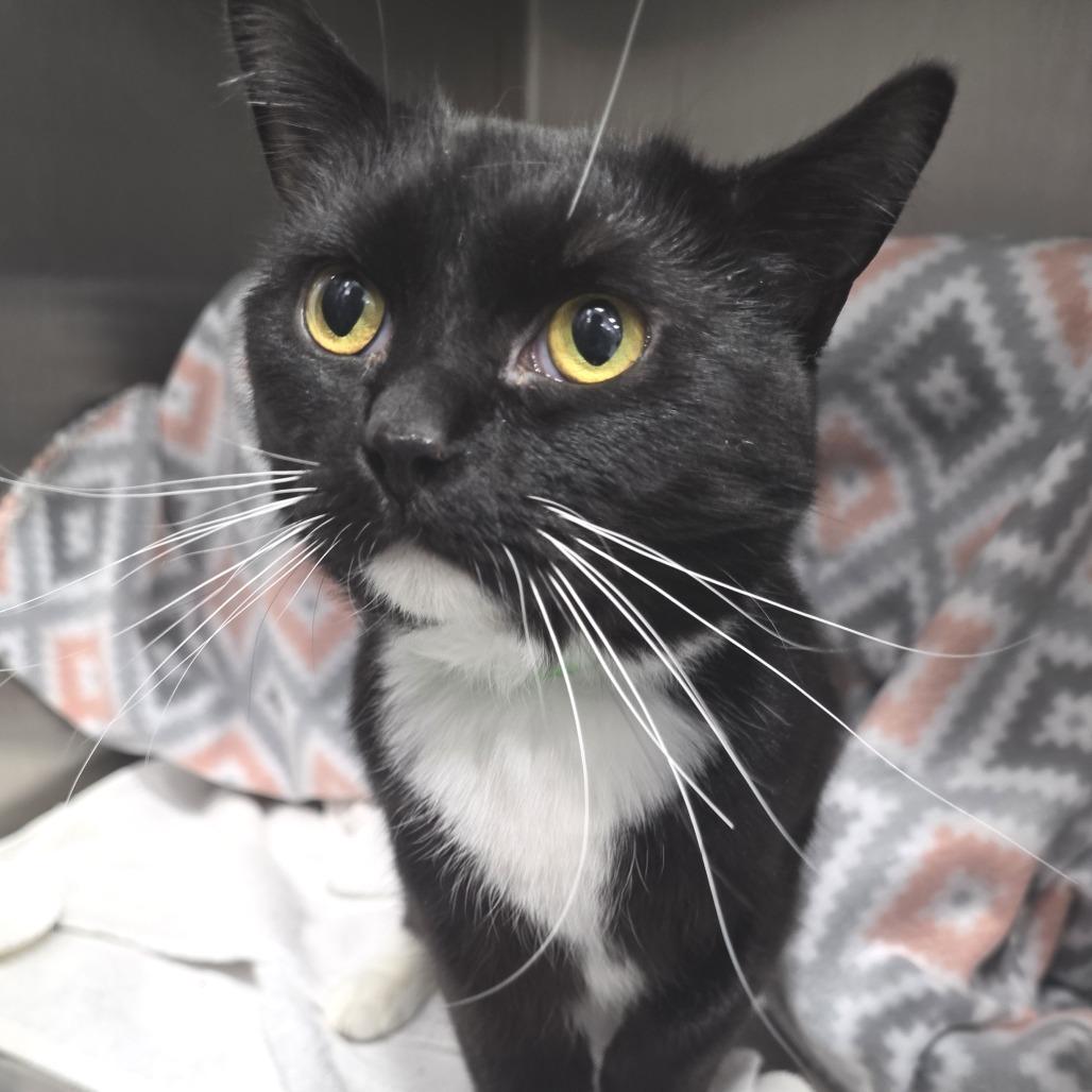 Enlarge Olive, a Adoptable Domestic Short Hair in Fort Wayne, IN image 3/5