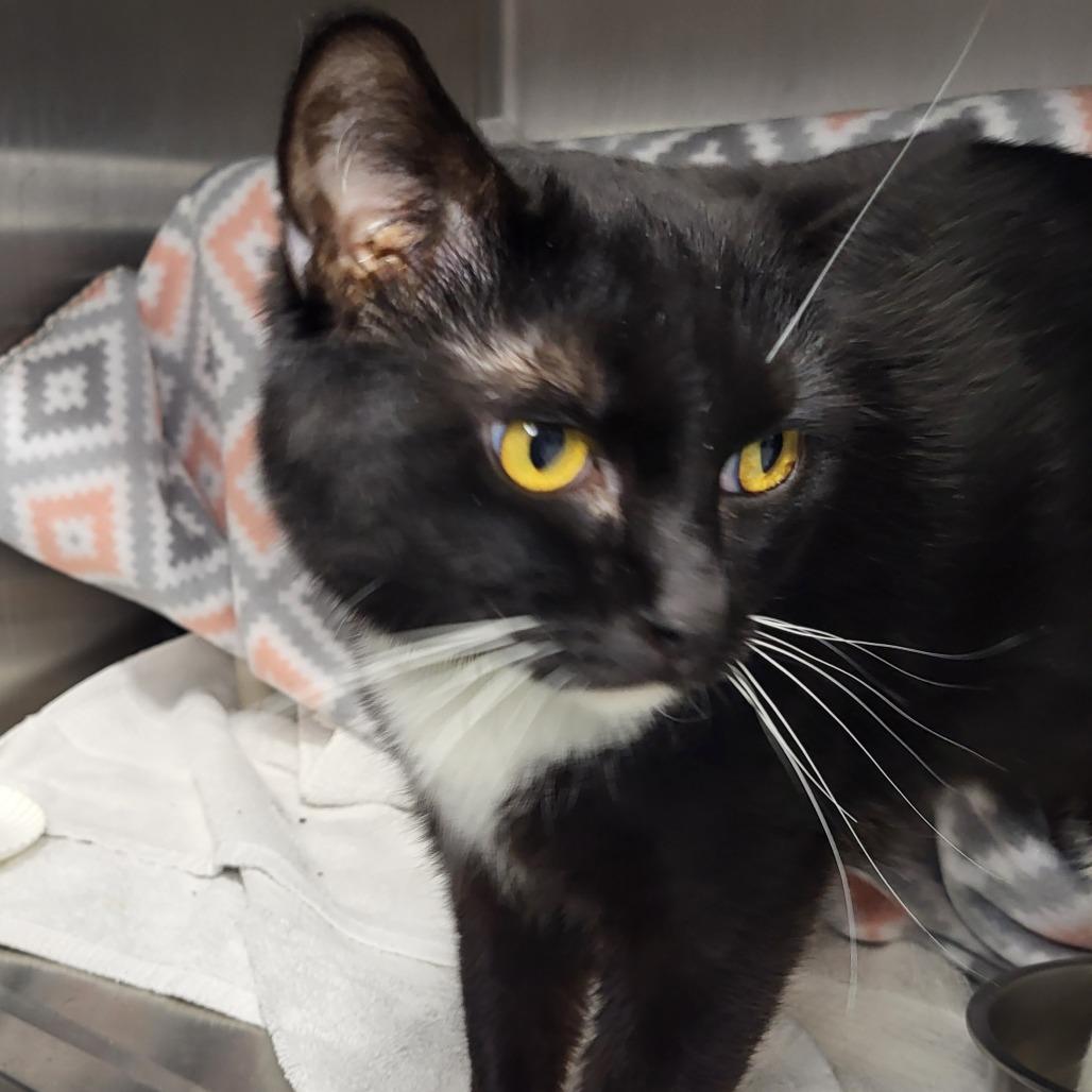 Enlarge Olive, a Adoptable Domestic Short Hair in Fort Wayne, IN image 4/5