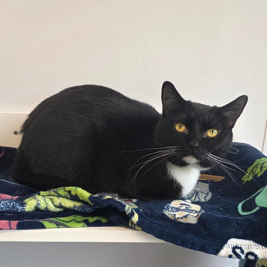 Enlarge Olive, a Adoptable Domestic Short Hair in Fort Wayne, IN image 5/5