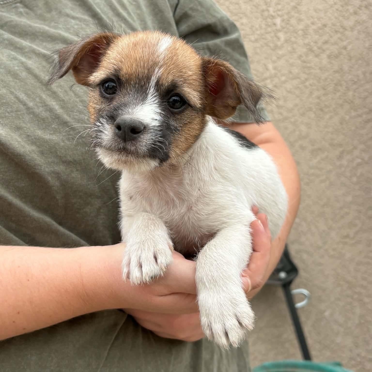 Enlarge Boogie, a Adoptable mixed breed in Brentwood, CA image 3/3