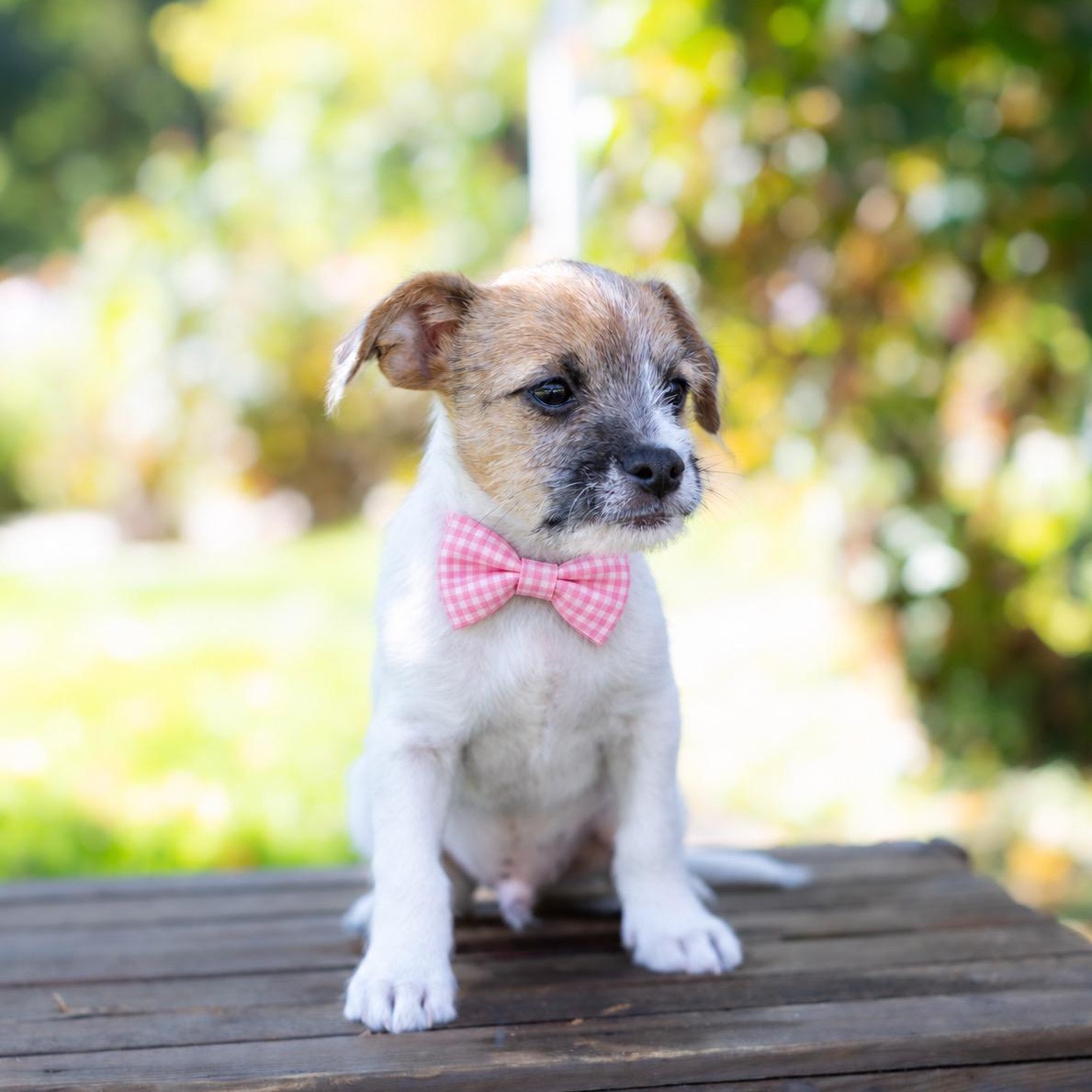 Enlarge Boogie, a Adoptable mixed breed in Brentwood, CA image 2/3