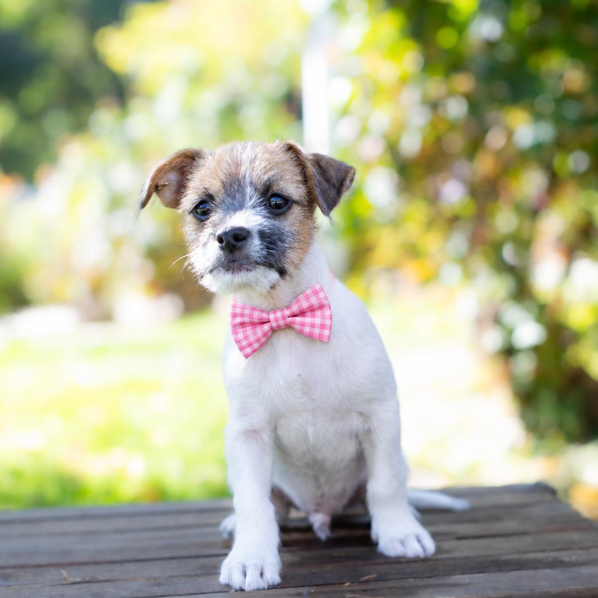 Enlarge Boogie, a Adoptable mixed breed in Brentwood, CA image 1/3