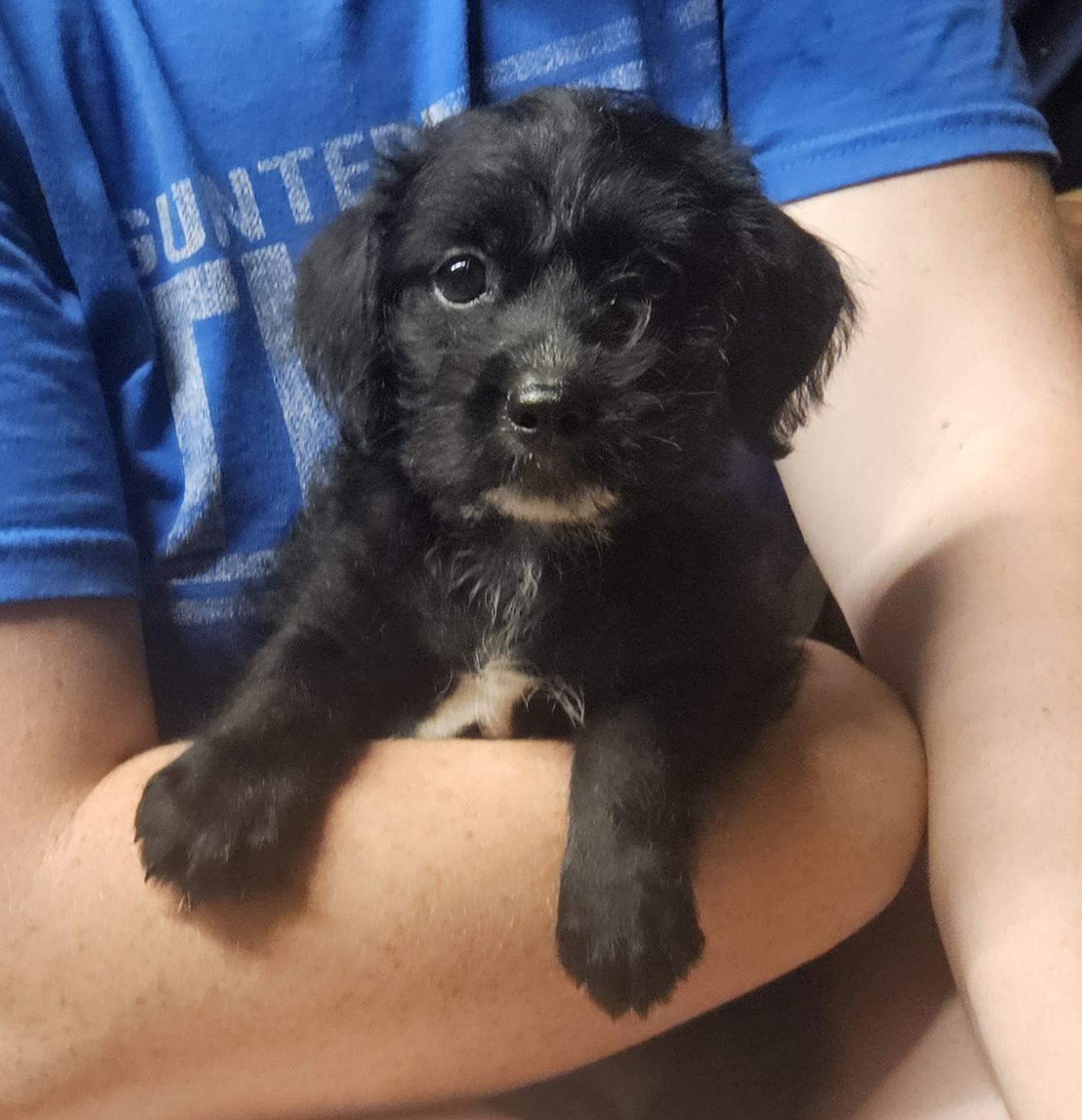 Penny, Adopted, Puppy Female Miniature Schnauzer.